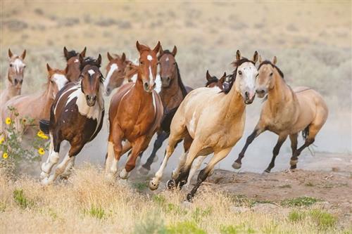 mustang strong 