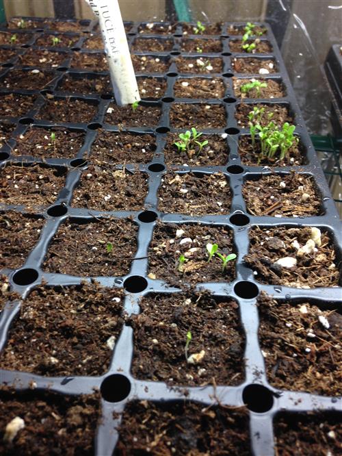 sprouts 