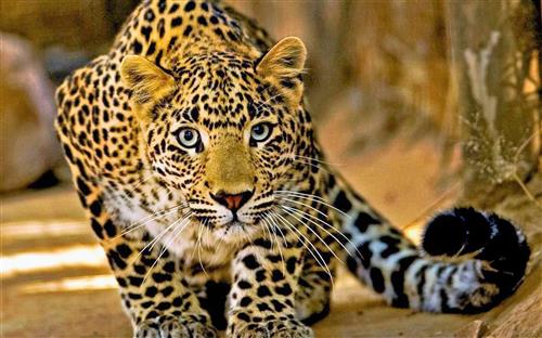 Picture of Leopard