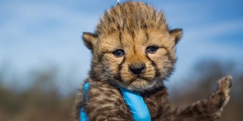 Cheetach Cub 