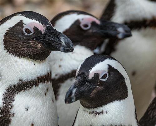CLICK HERE to Visit the PENGUINS! 