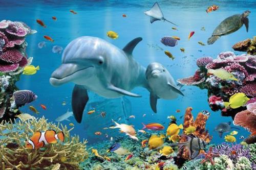 Ocean Underwater 