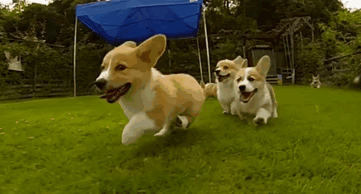 Corgi  Puppies 