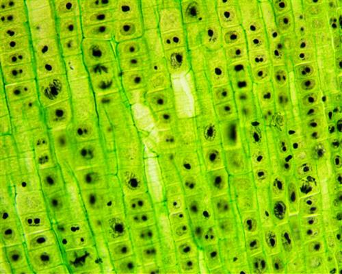 plant cells 